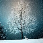 Winter scene with tree